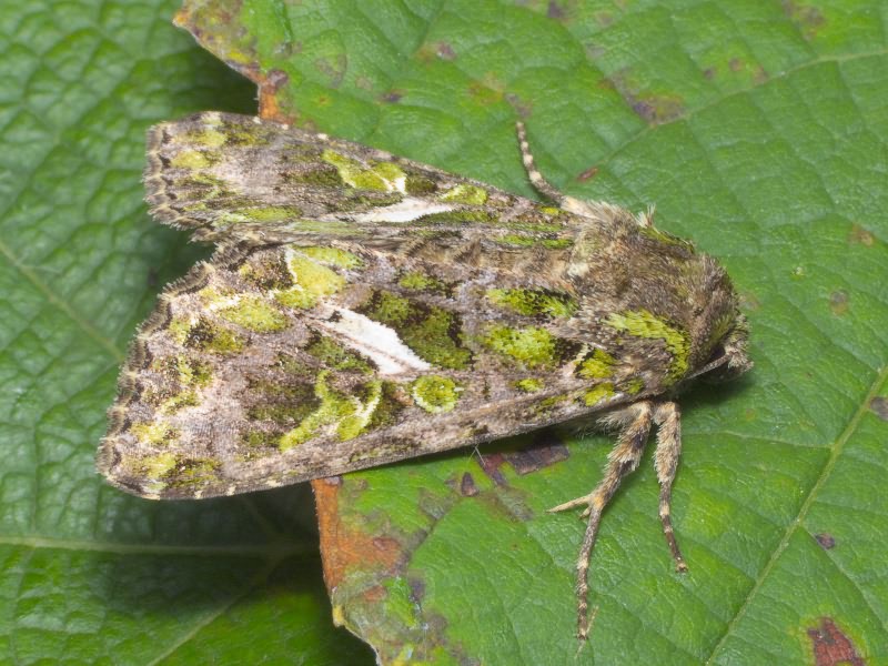 Trachea atriplicis (Linnaeus, 1758)